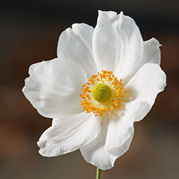 anemone hybrida alba